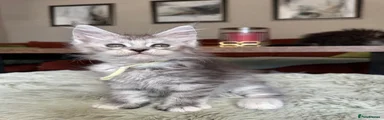 Maine Coon 2