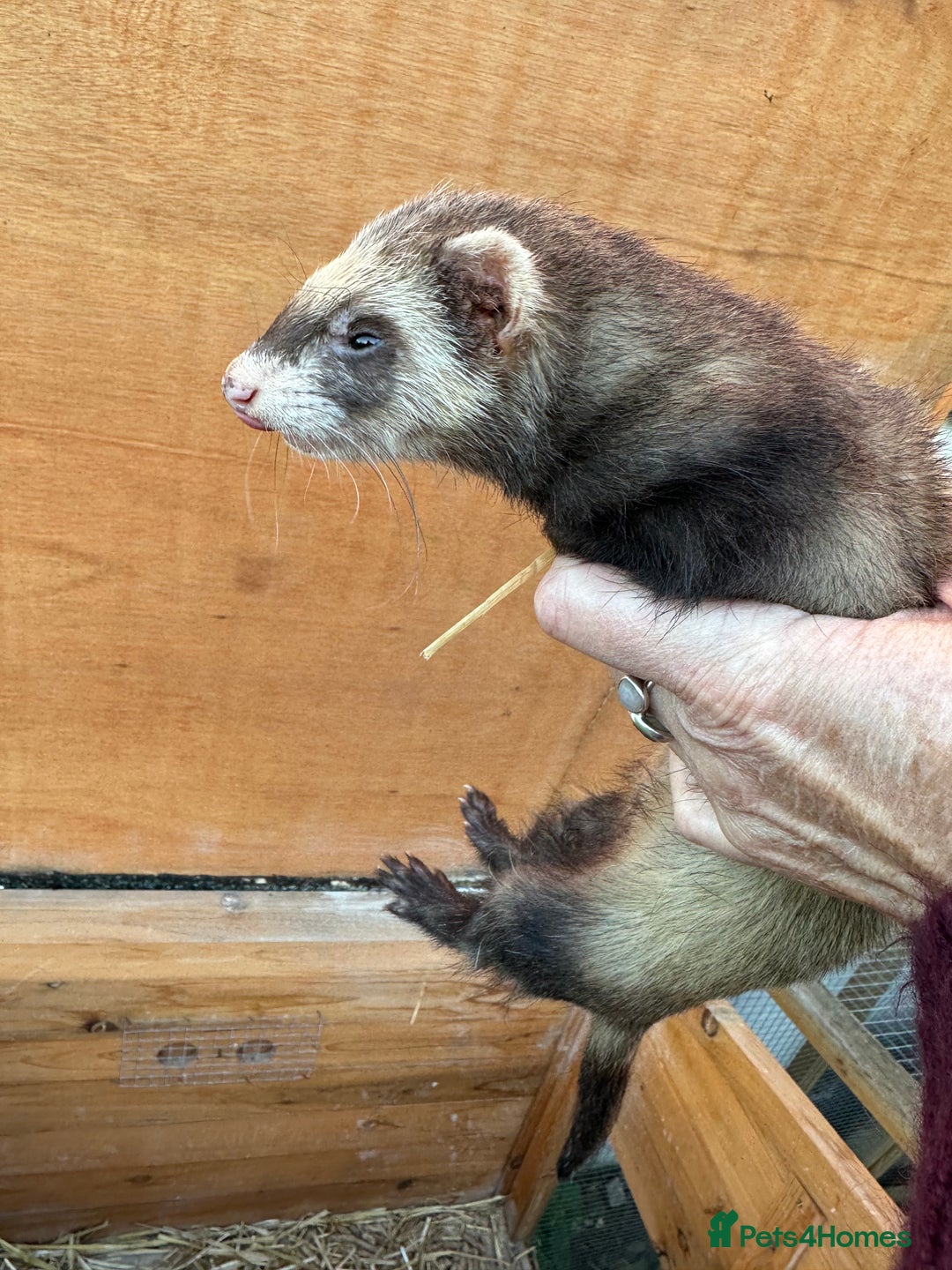 Ferret rodents for sale: Very friendly Jill - Image 3