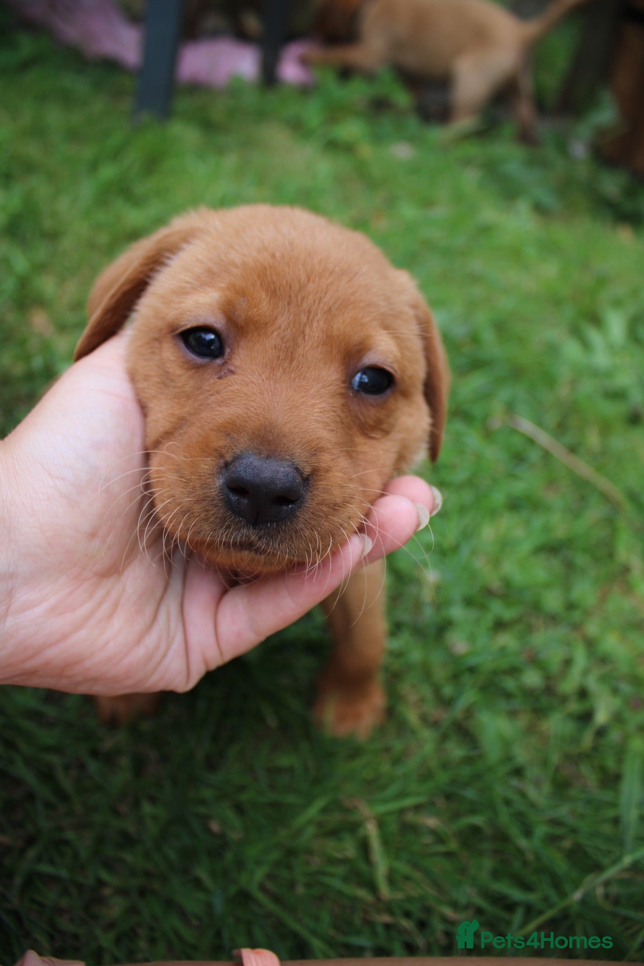 Labrador Retriever dogs Red lab pups - Advert 19