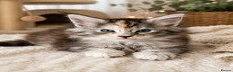 Maine Coon cats for sale: MAINE COON Kitten's redy for reservation. - Advert 7