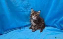 Maine Coon cats for sale: Ready December TICA beautiful Maine Coon Kittens  - Image 29