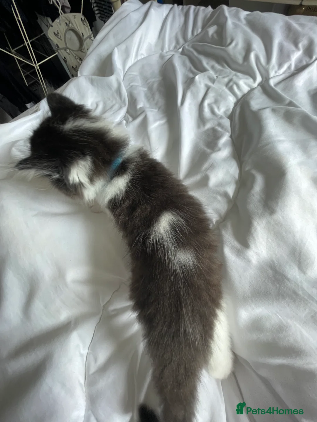 Persian cats for sale: Persian Dollface x BSH in Beaworthy - Advert 2
