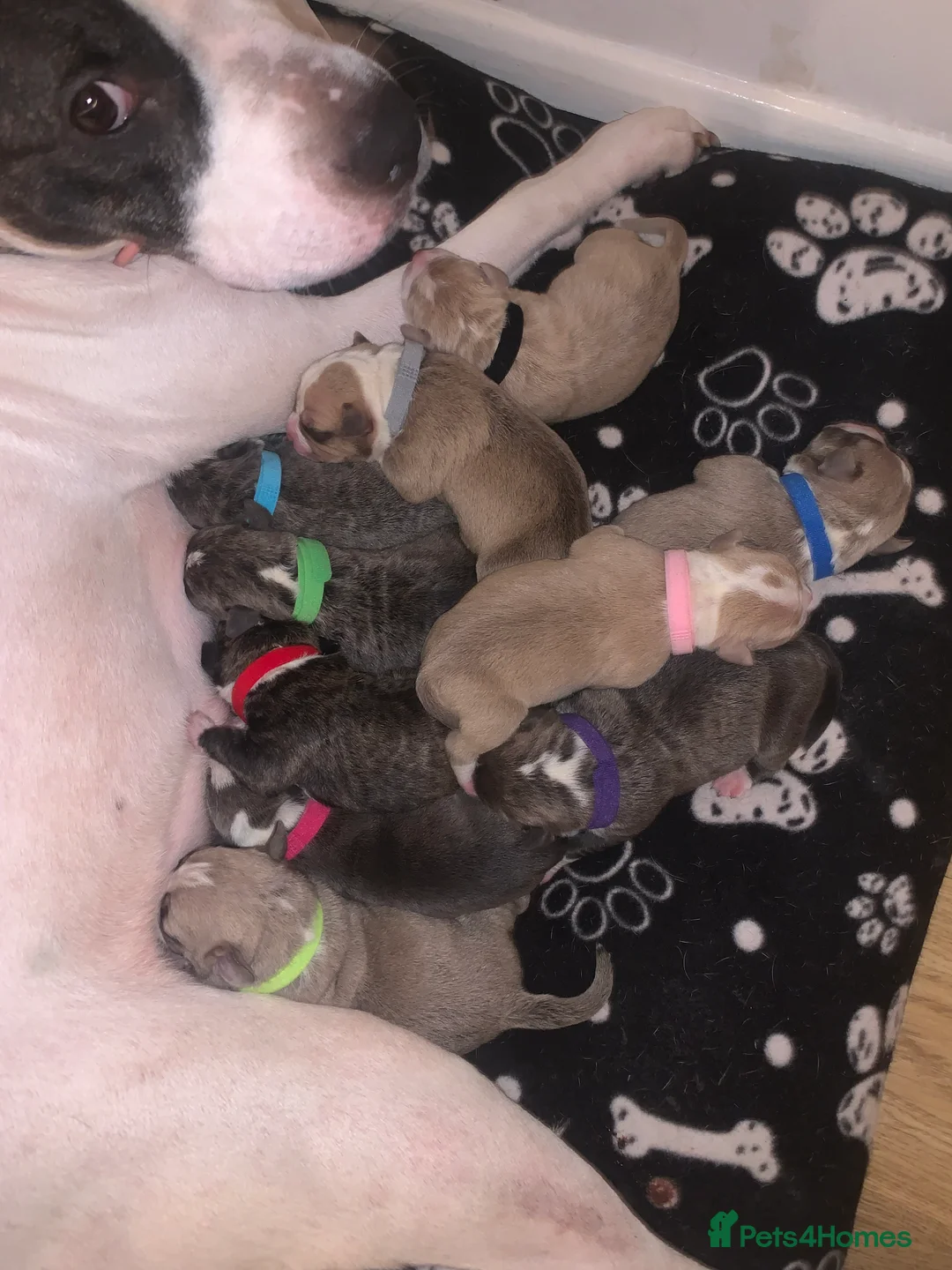 Mixed Breed dogs for sale: Pocket bully - Advert 9