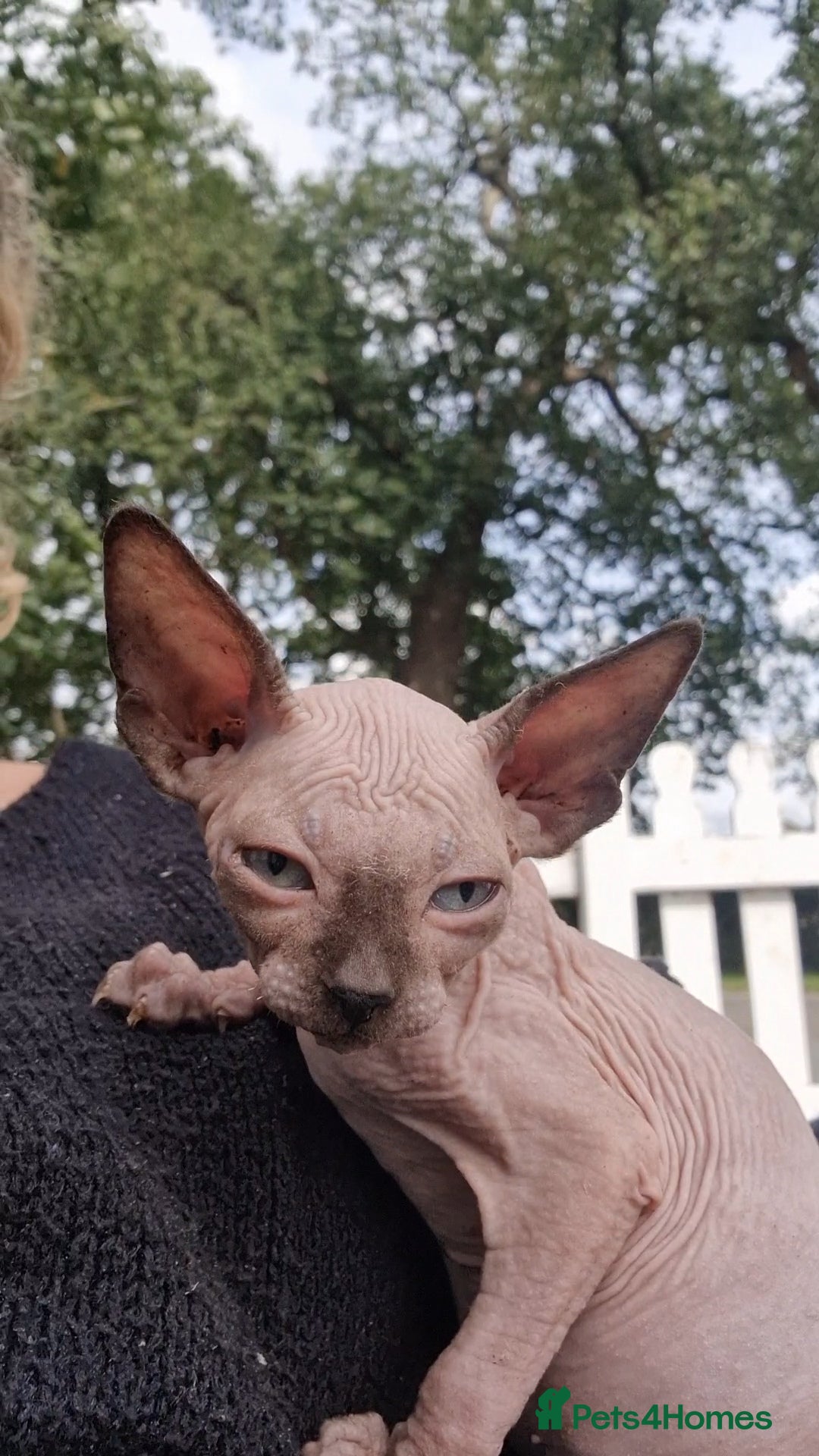 Sphynx cats for sale: Gorgeous Canadian Sphynx kittens, stunning - Image 5