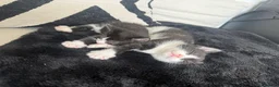 Mixed Breed cats for sale: 3 beautiful kittens  - Advert 13