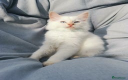 Ragdoll cats for sale: 2 left Pure Health tested huge ragdoll kittens  - Image 1
