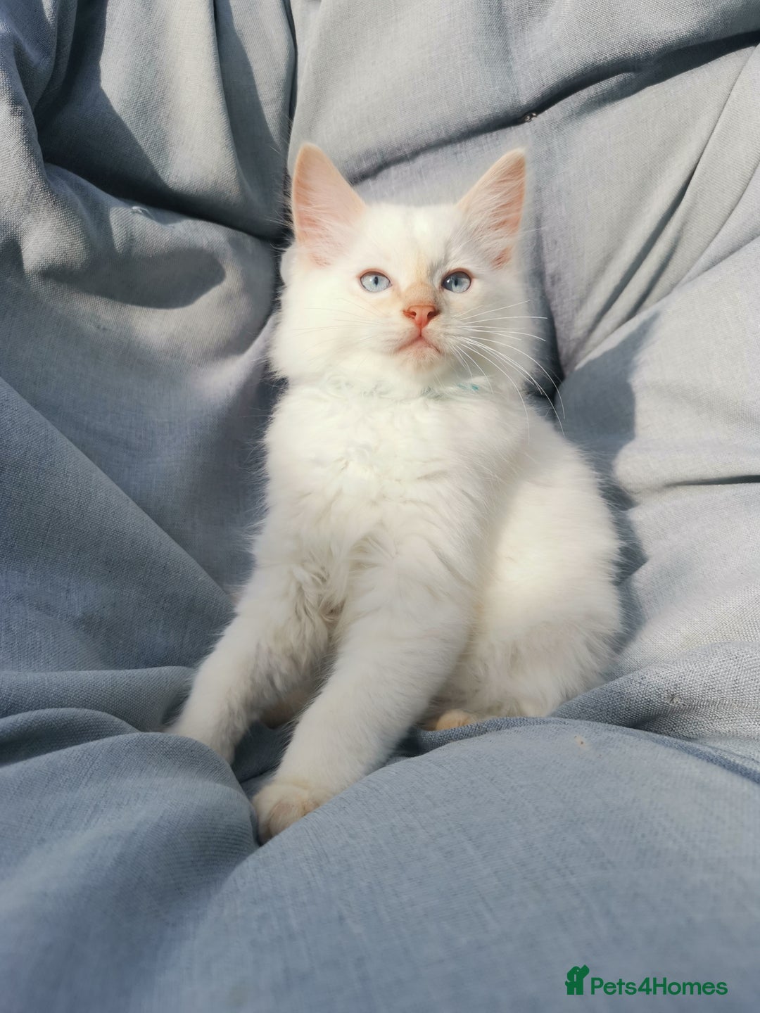 Ragdoll cats for sale: 2 left Pure Health tested huge ragdoll kittens  - Image 1