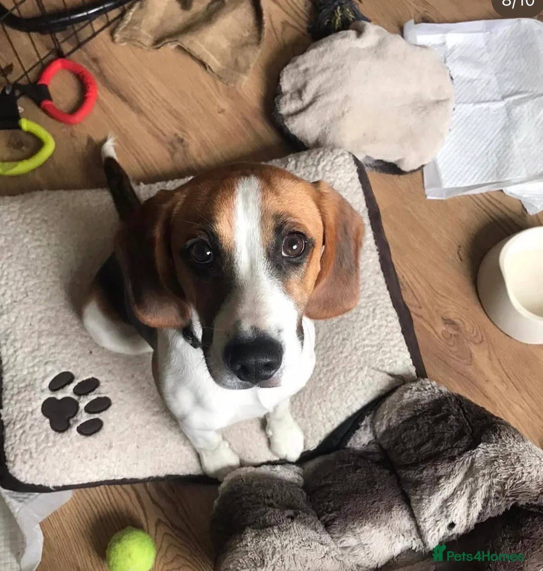 Beagle dogs for sale: Beagle called Blu - Advert 3