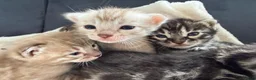 Bengal cats for sale: Bengal Kittens For Sale (6 Left) - Advert 12