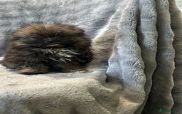 Pomeranian dogs for sale: Pomeranian Puppies BEAUTIFUL Ready Now  - Image 7