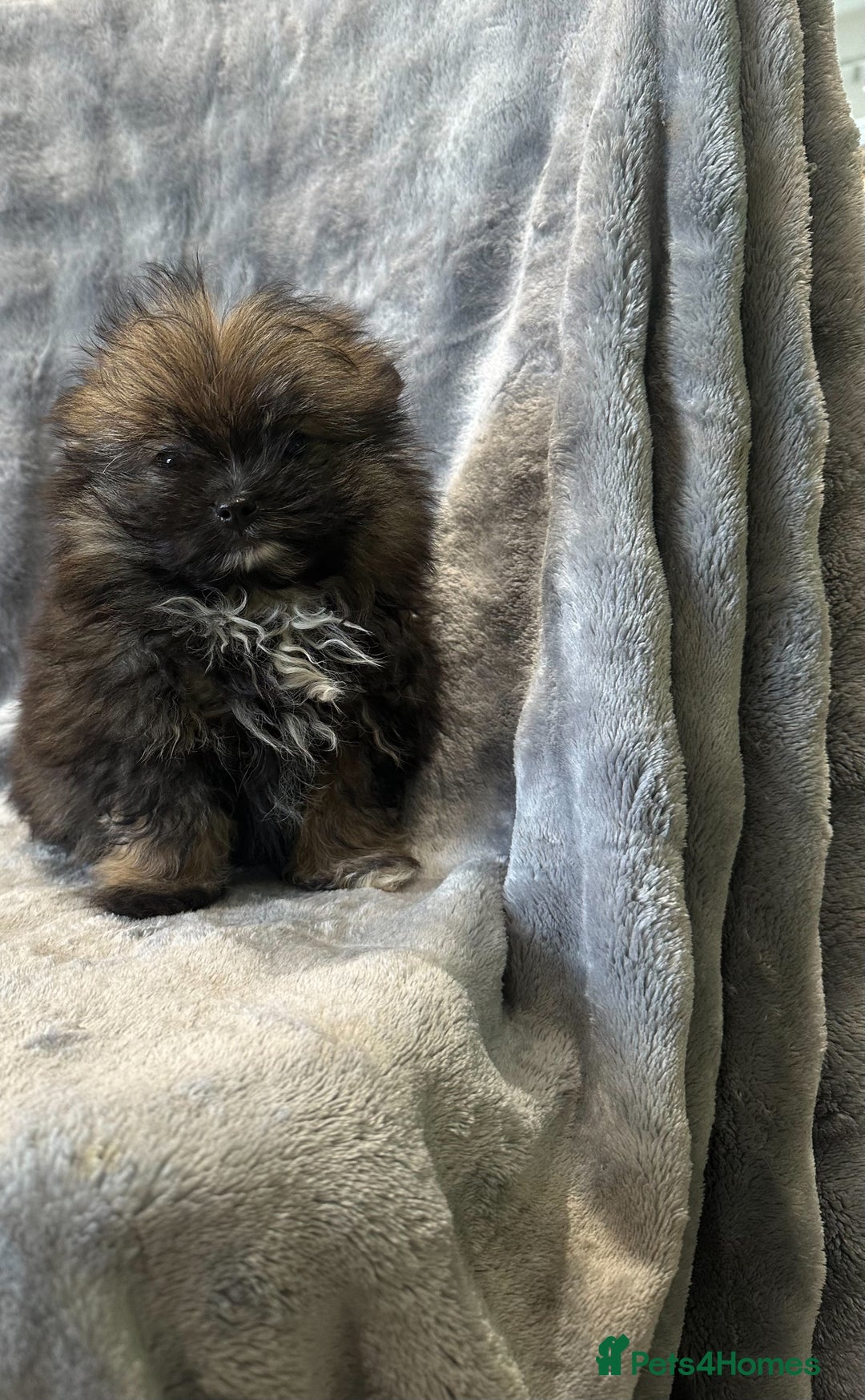 Pomeranian dogs for sale: Pomeranian Puppies BEAUTIFUL Ready Now  - Image 7