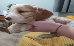 Cockapoo dogs for sale: Adorable Cockapoo puppies  - Image 14