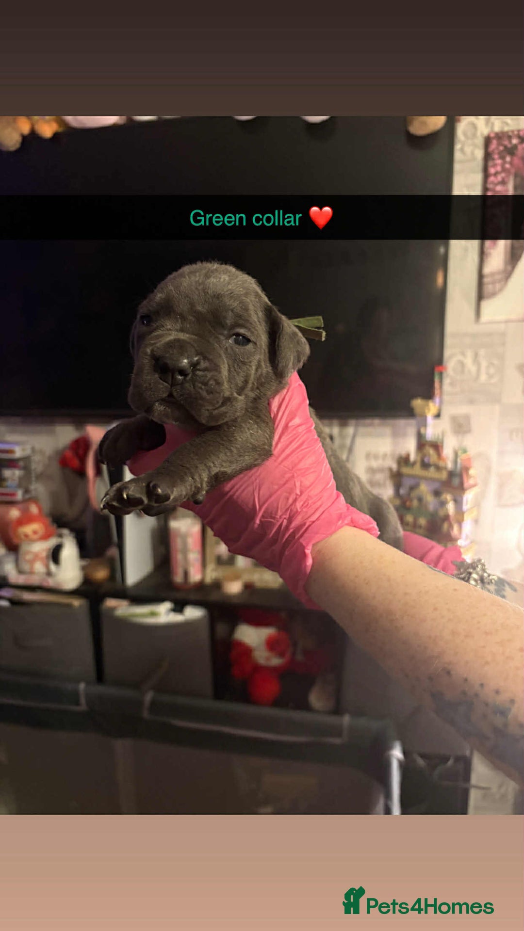 Cane Corso dogs for sale: 10 beautiful girls  - Advert 14