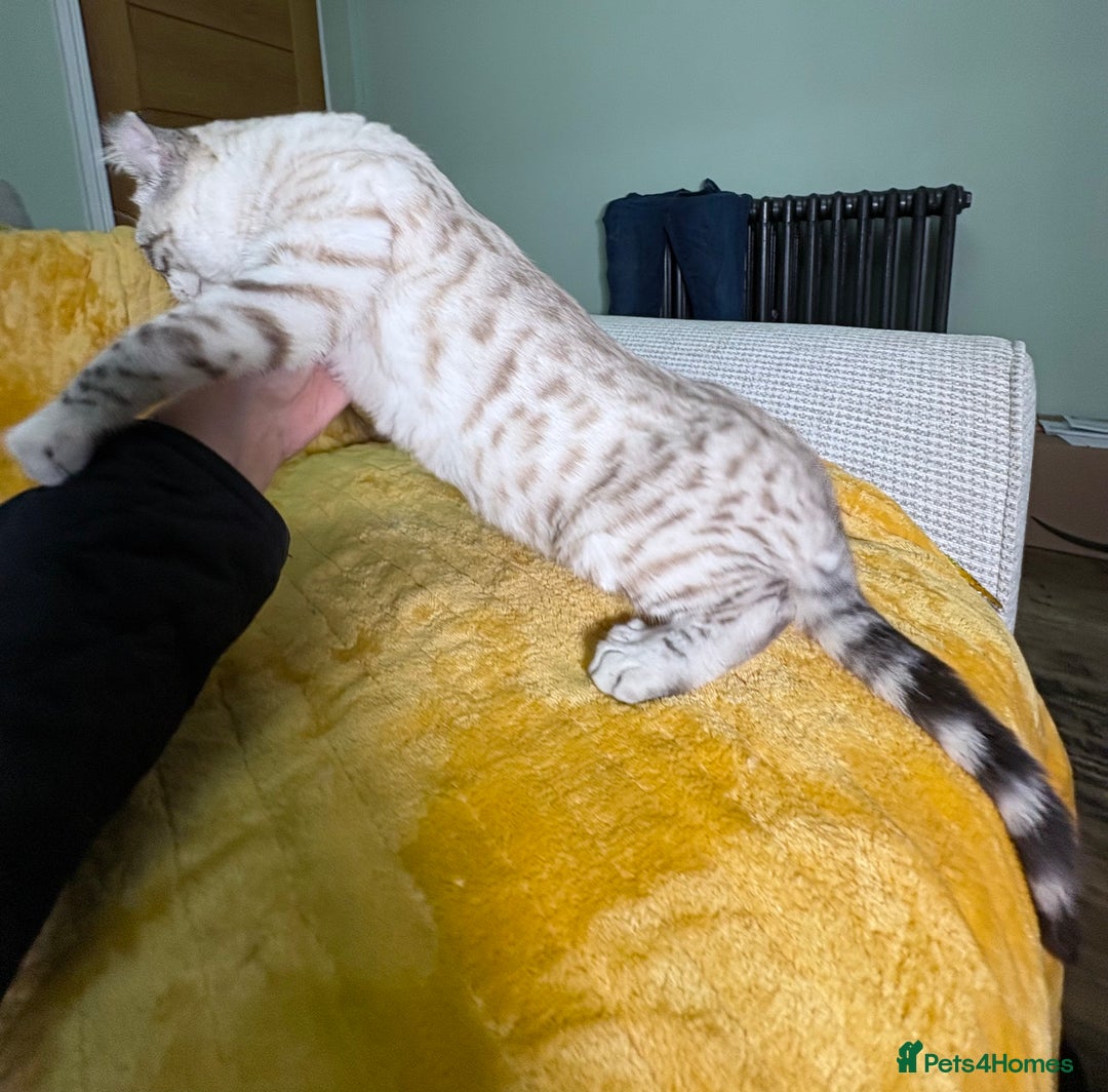 Savannah cats for sale: Breath taking wild looking girl  - Advert 6