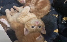 Mixed Breed cats for sale: Part Mainecoon Ginger Litter - Image 14