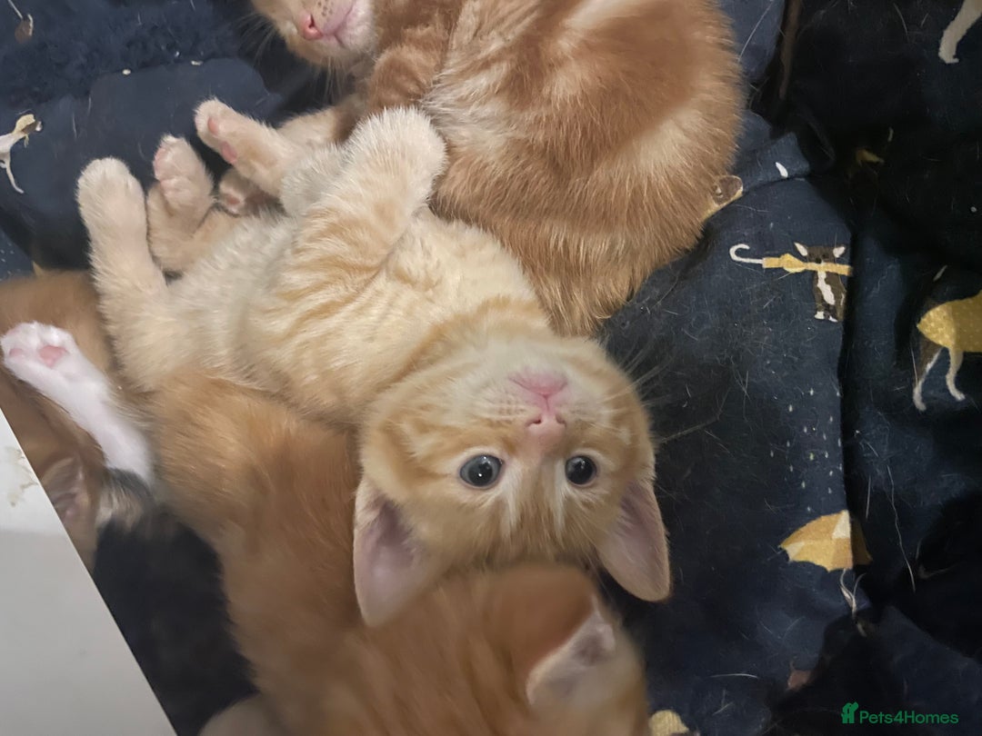 Mixed Breed cats for sale: Part Mainecoon Ginger Litter - Image 14