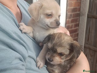 Chipoo dogs - Advert 3