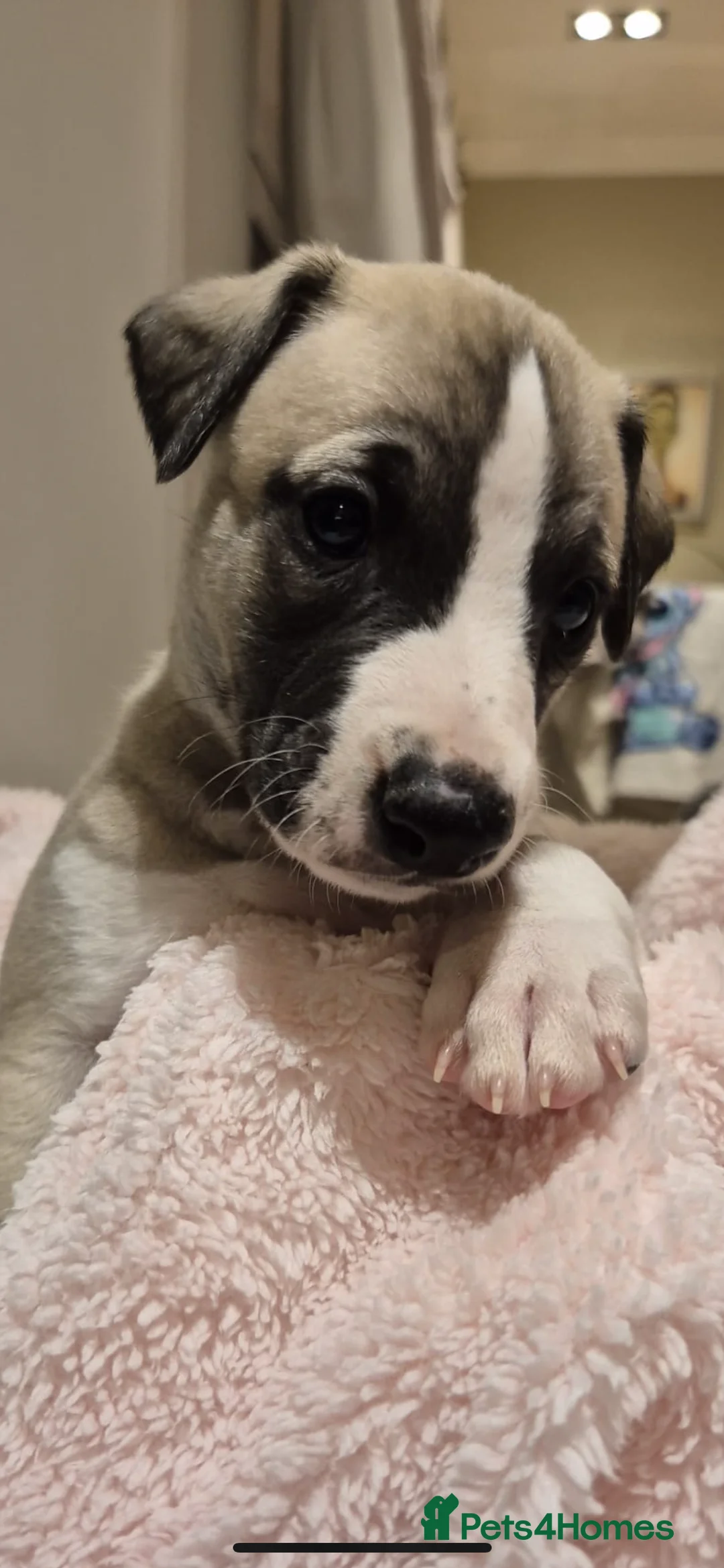 Whippet dogs for sale: Great quality Whippet puppies for sale - Advert 18