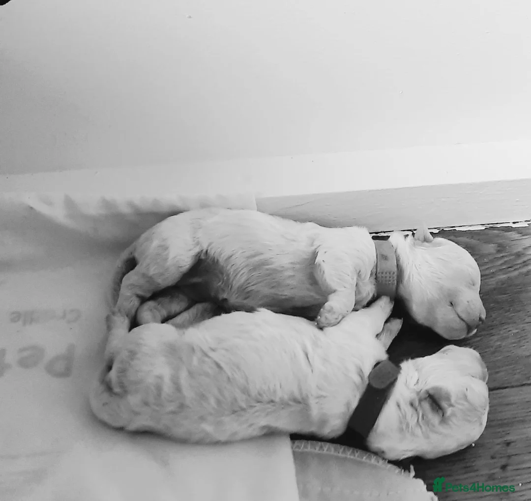 Bichon Frise dogs for stud: Alfie, super stud - Advert 2