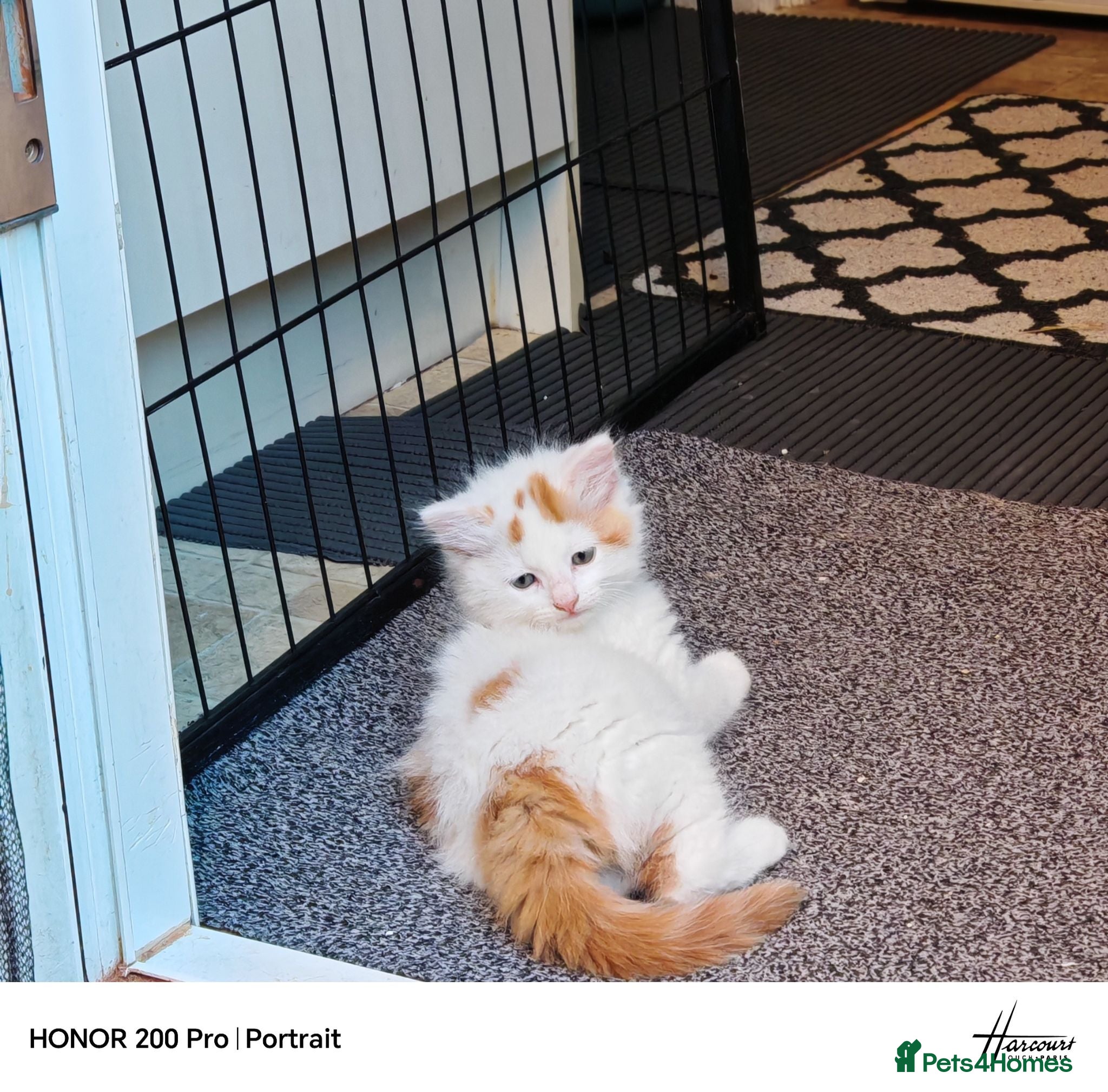 Mixed Breed cats Beautiful kittens  - Advert 13