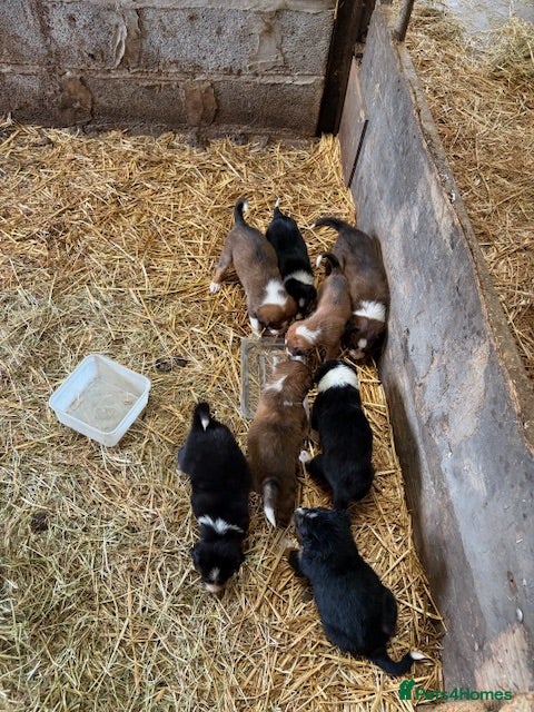 Mixed Breed dogs Welsh Sheepdog Cross Puppies - Advert 2