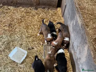 Mixed Breed dogs Welsh Sheepdog Cross Puppies - Advert 11