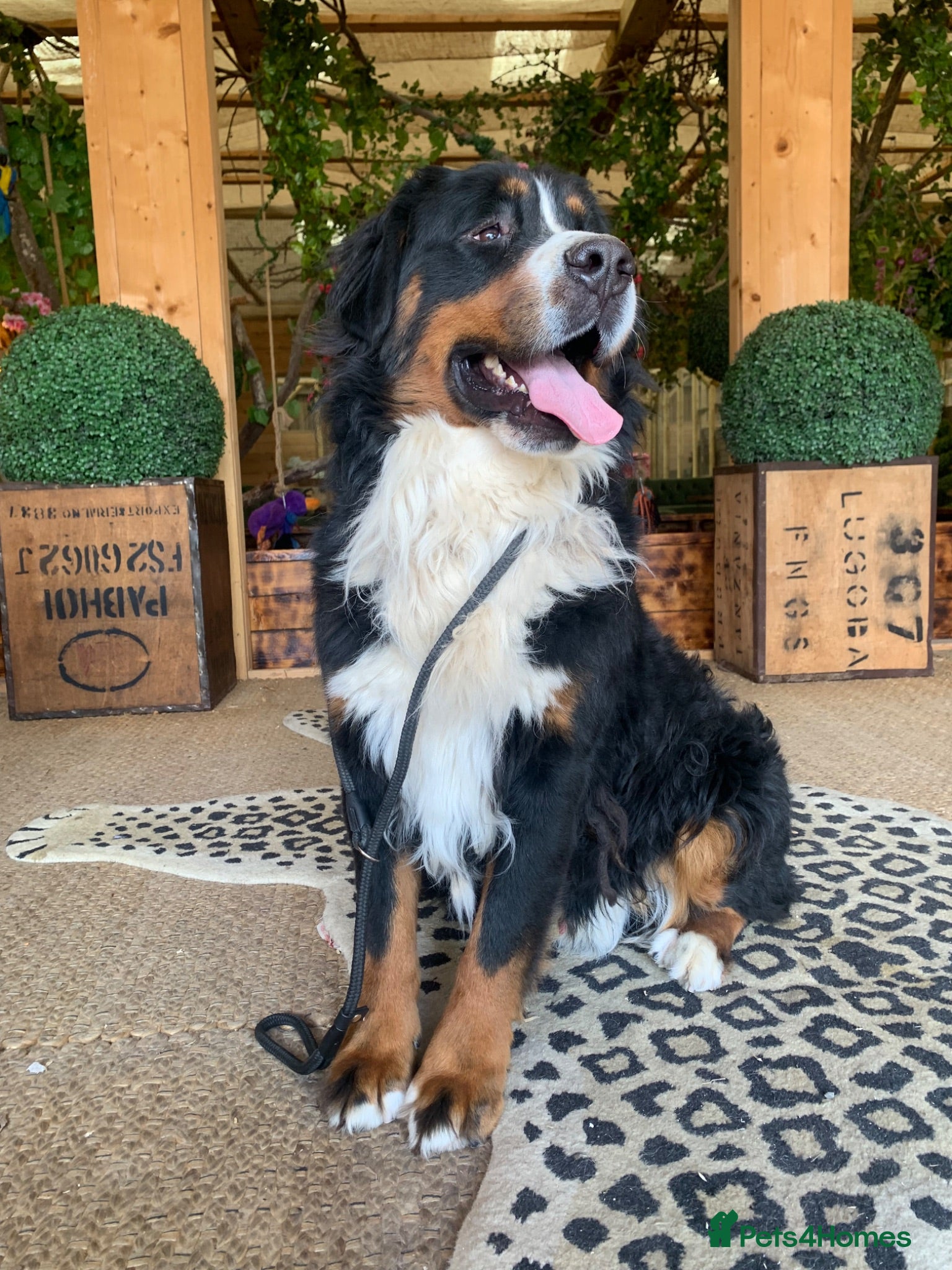 Bernedoodle dogs 1 Black Standard Bernedoodle Boy READY TODAY  - Advert 2