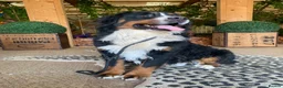 Bernedoodle dogs for sale: 2 Black Standard Bernedoodle Boys READY TODAY  - Advert 5