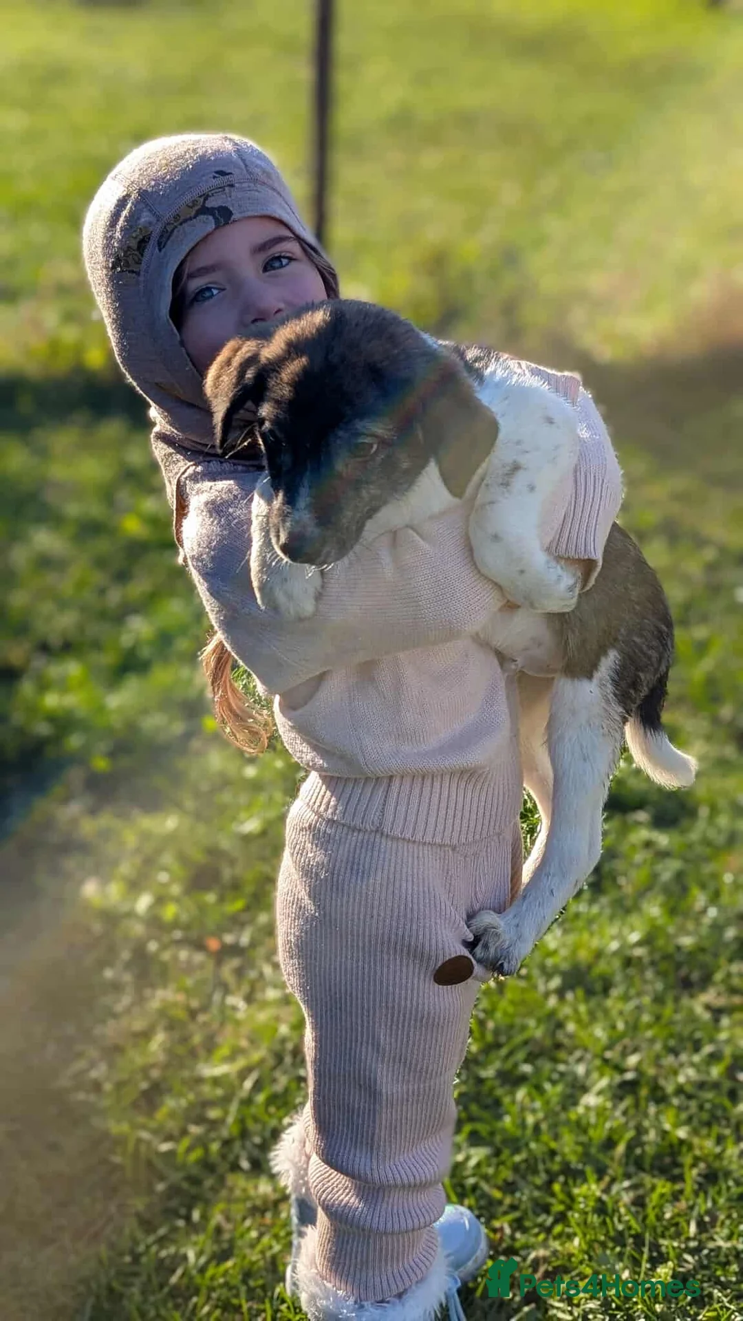 Mixed Breed dogs for adoption: Crumbs for adoption - Advert 4