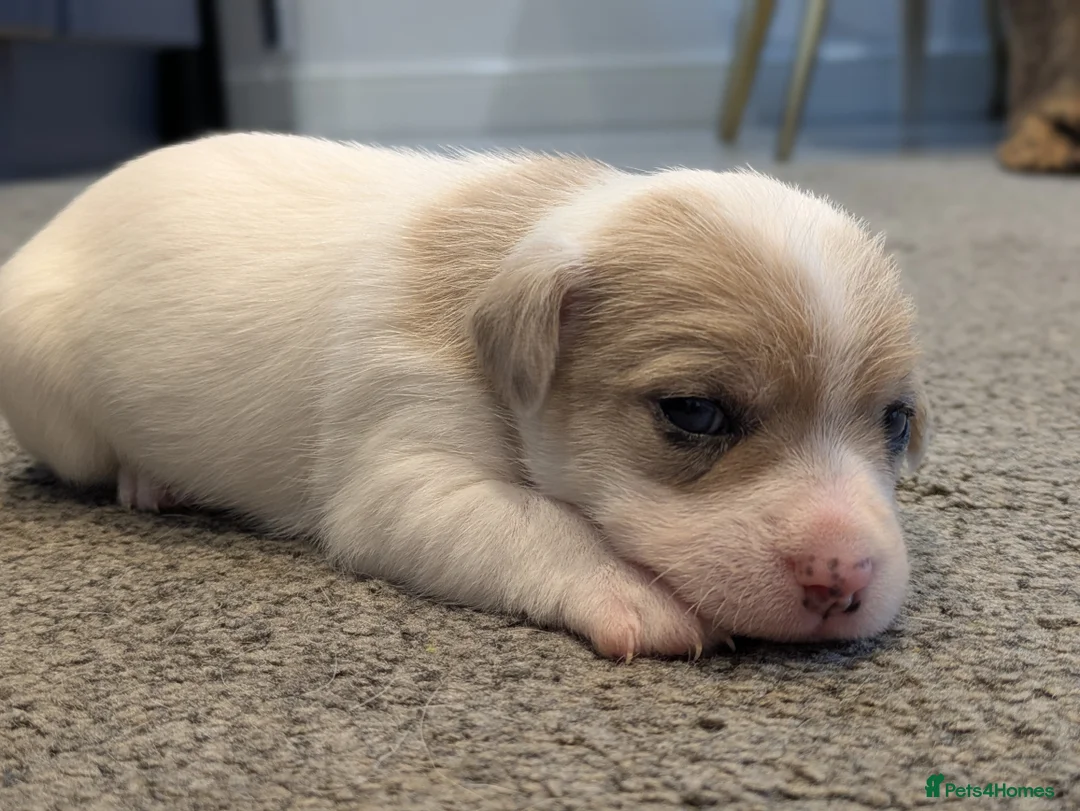 Jack Russell dogs for sale: Jack Russell Puppies - Advert 13