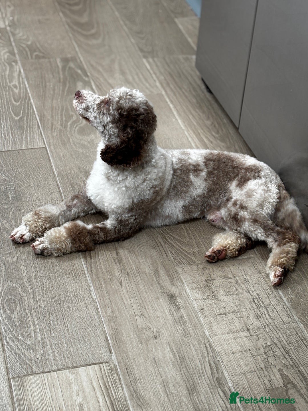 Sproodle dogs for sale: 💥 Rare Gorgeous Chocolate Merle Sproodles 🐶 - Advert 21