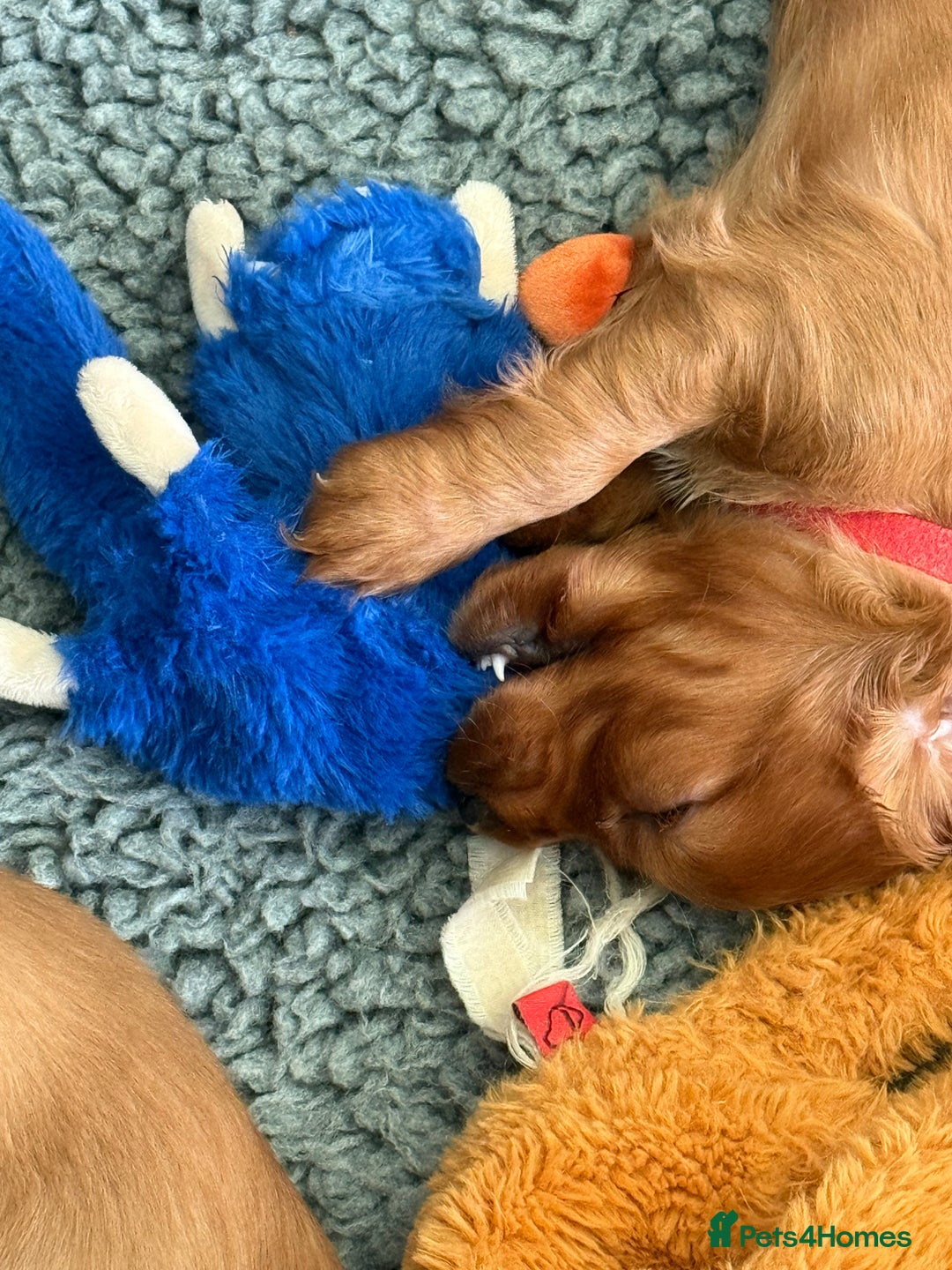 Cocker Spaniel dogs for sale: Gorgeous litter of cocker spaniel pups - Advert 4