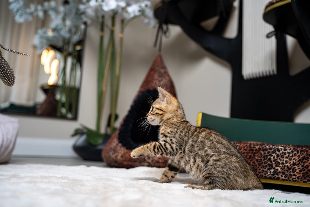 Bengal cats for sale: BABETTE-LAST available girl from the litter-TICA  - Image 10