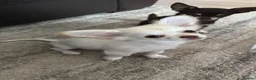 Chihuahua dogs for sale: RKC LC CHIHUAHUA MALE - Advert 3