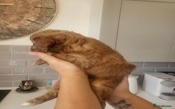 Cockapoo dogs for sale: F1B Cockapoo puppy's x6 stunning colours - Image 15
