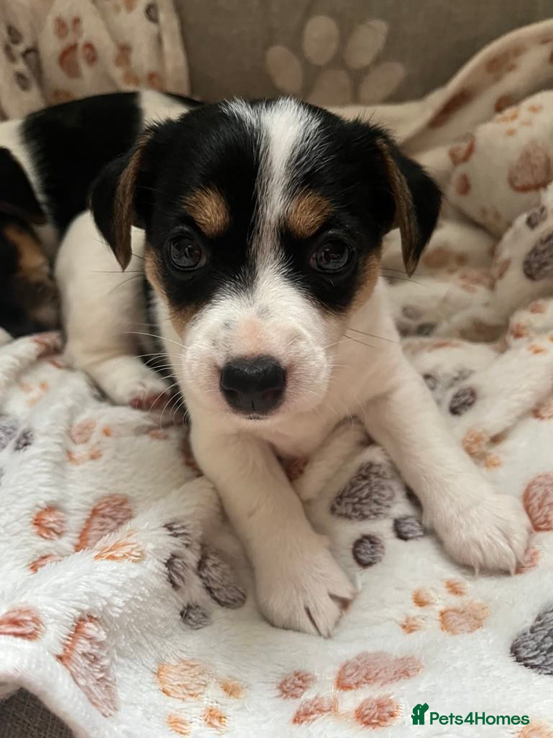 Jack Russell dogs for sale: Jack Russell puppies Lincolnshire  in Barrow-upon-Humber - Image 3