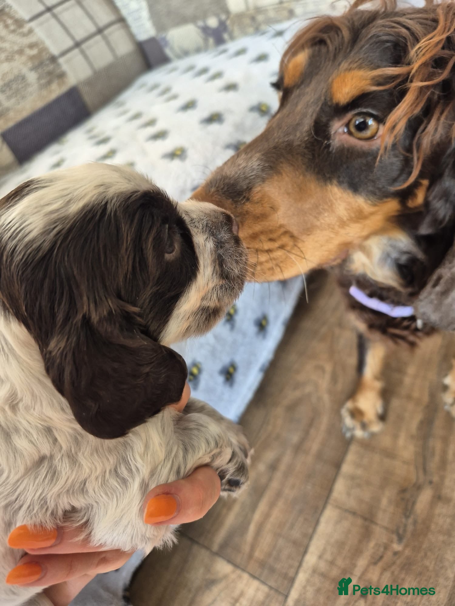 Cocker Spaniel dogs KC registered show type cocker spaniels  - Advert 1