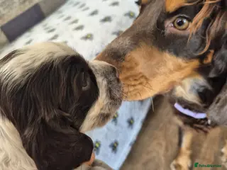 Cocker Spaniel dogs KC registered show type cocker spaniels - Advert 1