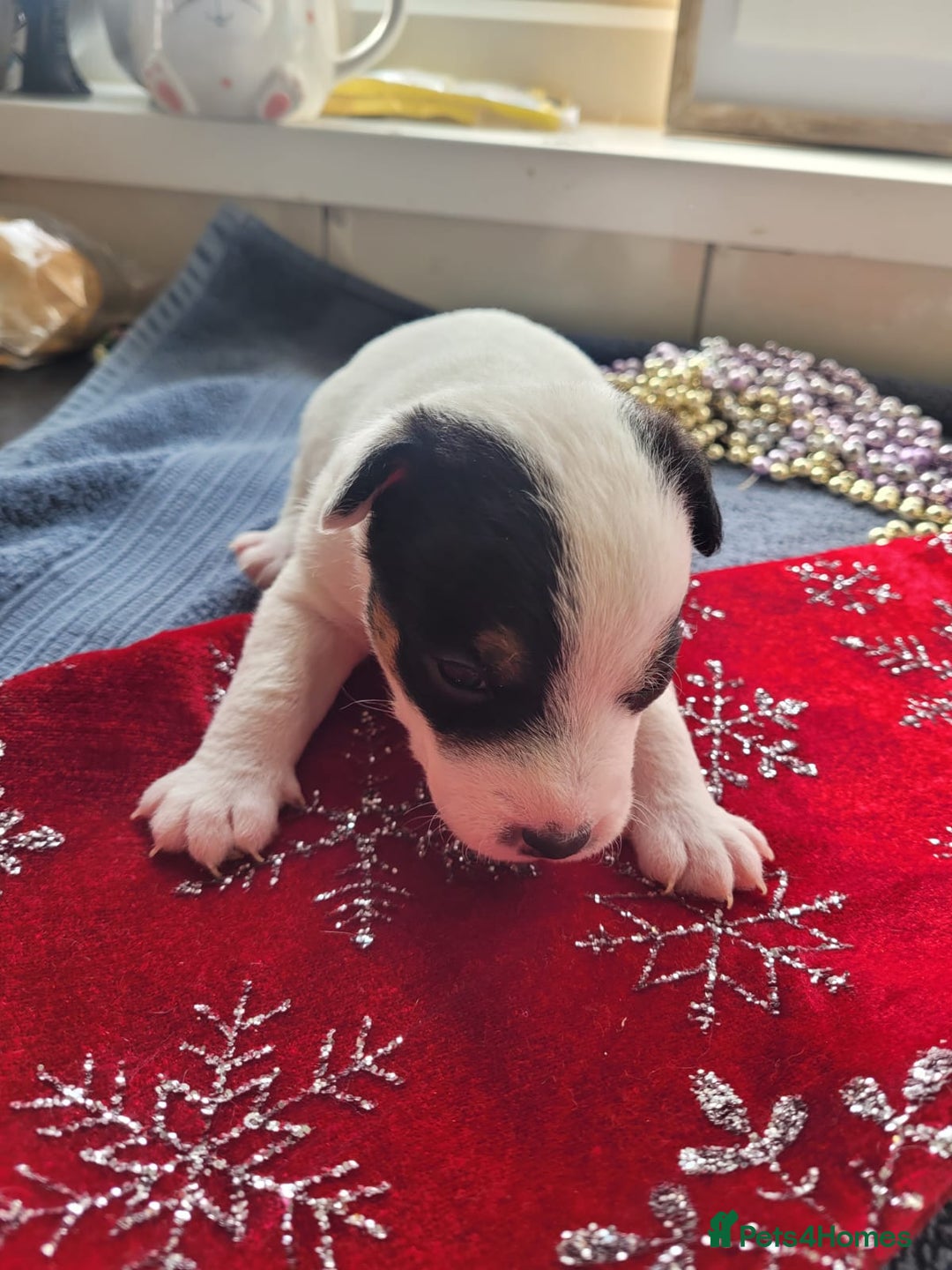 Parson Russell dogs for sale: Parsons terrier 3 boys 1 girl - Advert 7