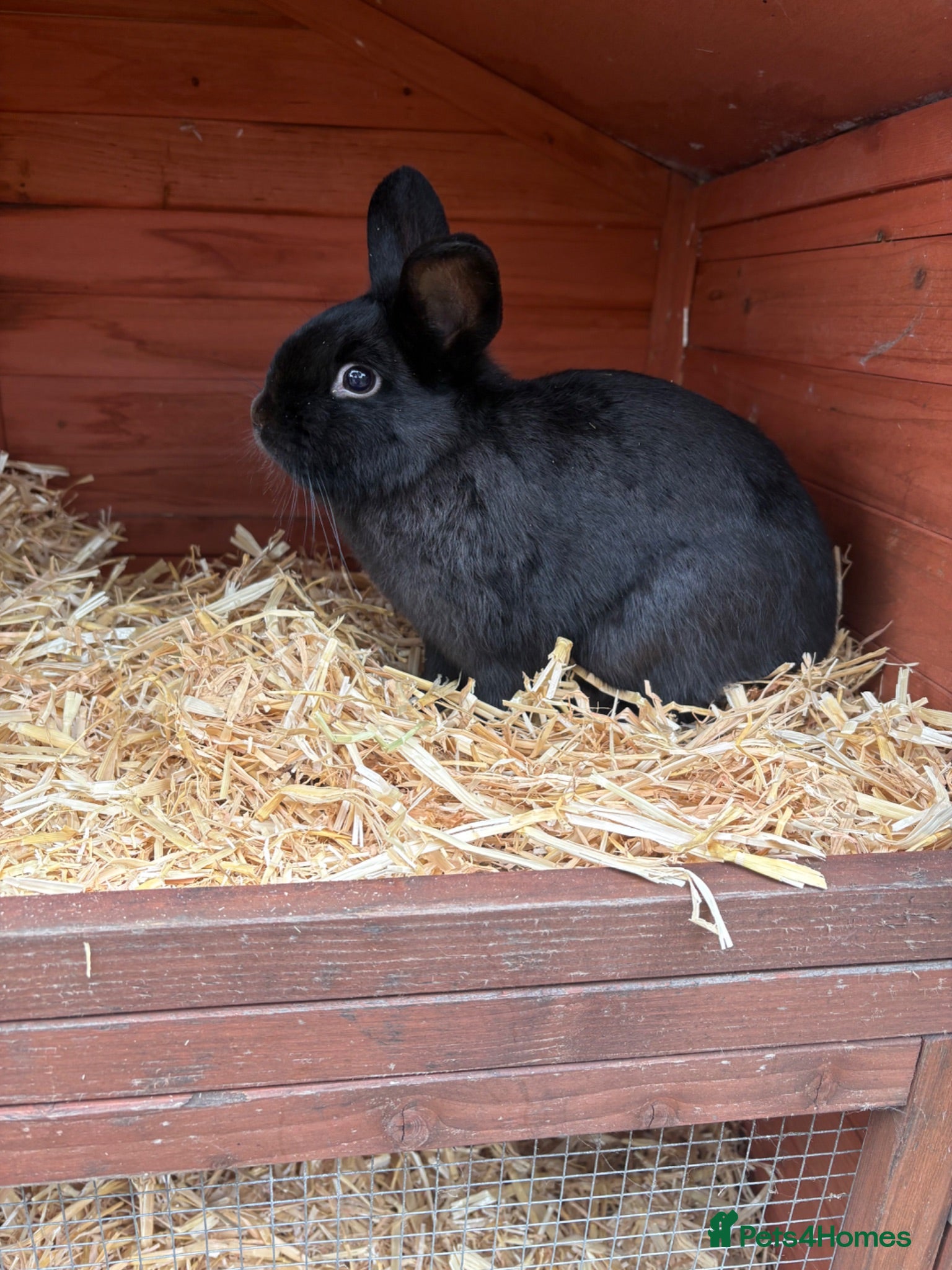 Netherland Dwarf rabbits Young Rabbit for rehoming  - Advert 1
