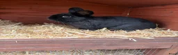 Netherland Dwarf rabbits for sale: Young Rabbit for rehoming  - Advert 1