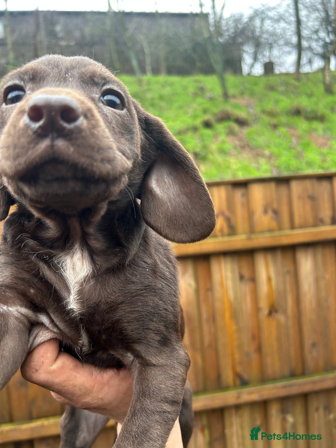 Cockerdor dogs for sale: Cockeradors for sale  - Advert 5