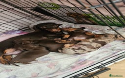Miniature Dachshund dogs for sale: Miniature daschaund puppies  - Image 2