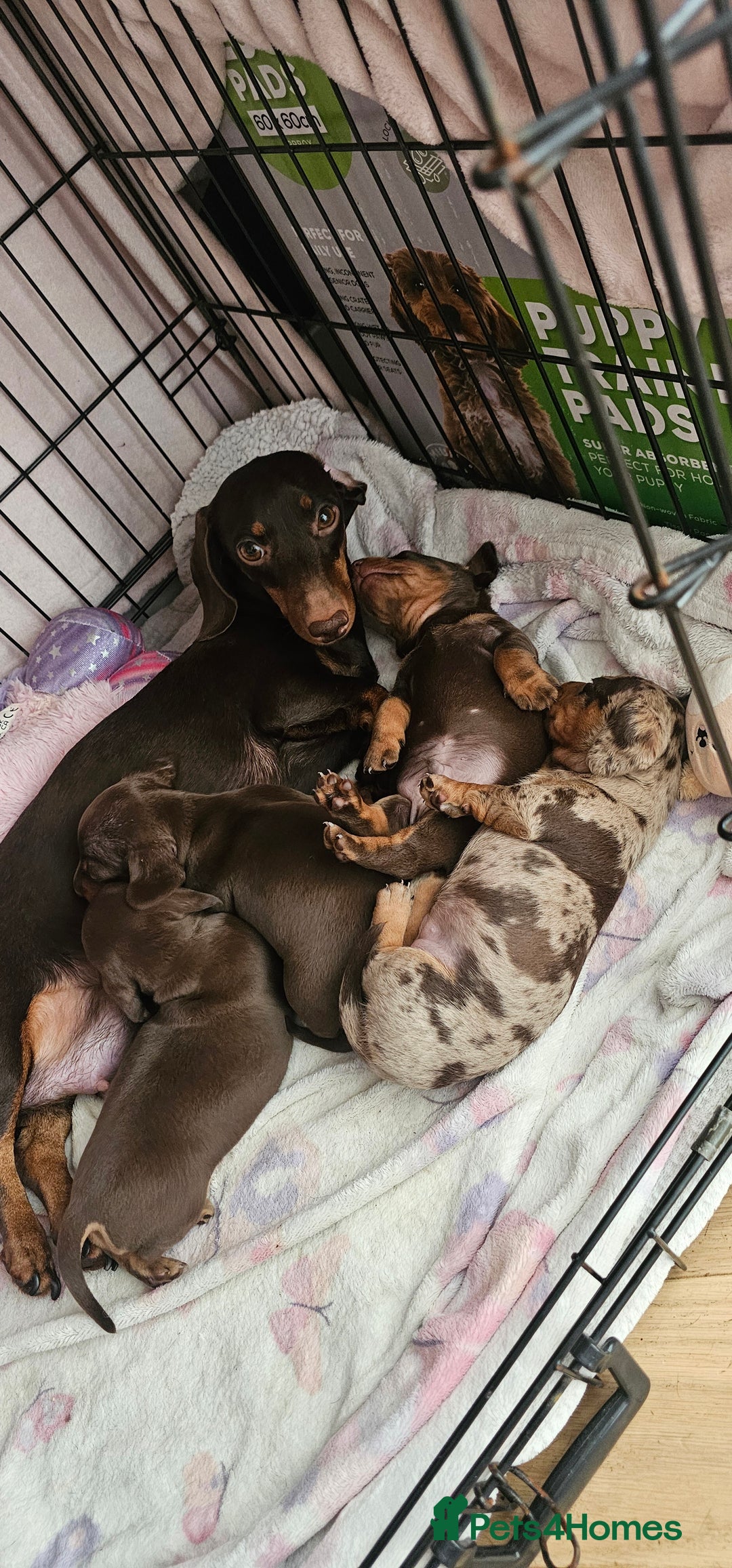 Miniature Dachshund dogs for sale: Miniature daschaund puppies  - Image 2