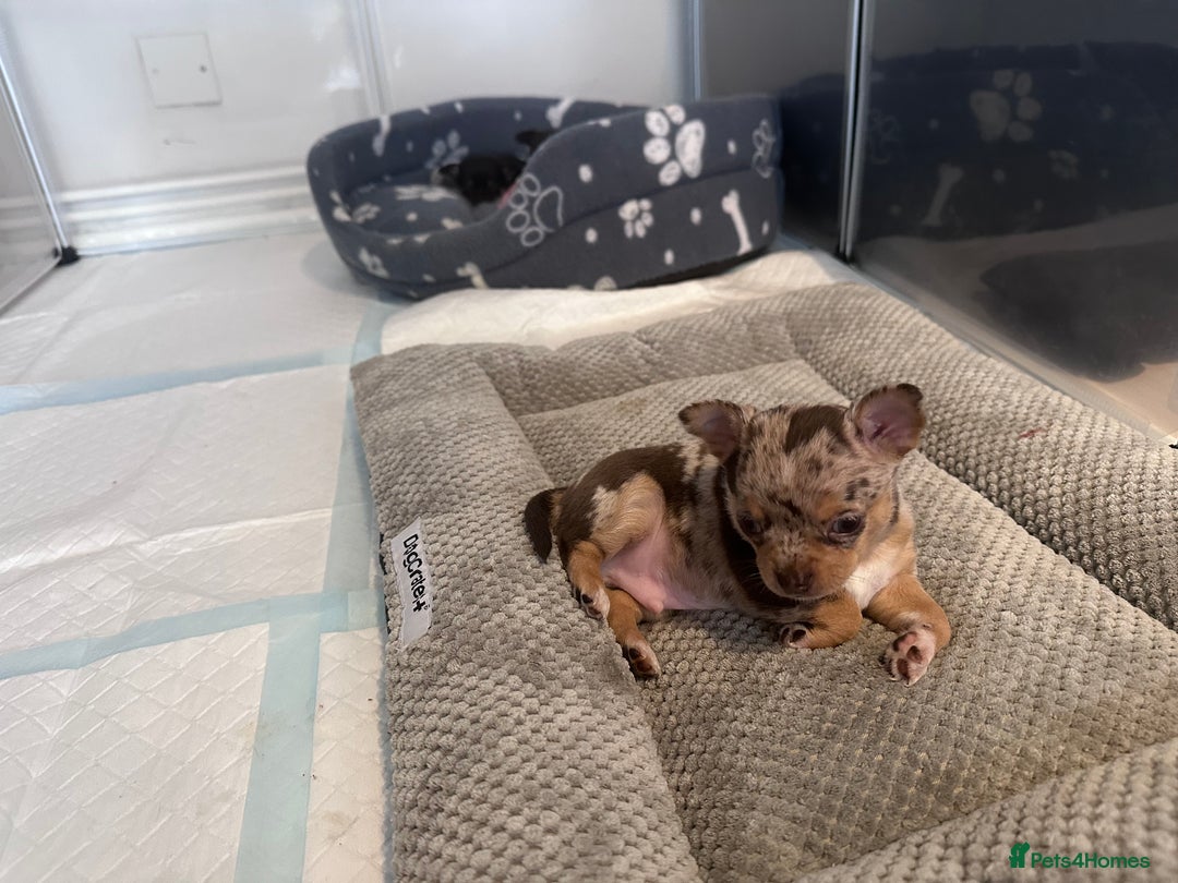 Chihuahua dogs for sale: Meet Reggie  - Image 6