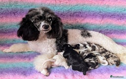 Bernedoodle dogs for sale: Join our waiting list - Image 4