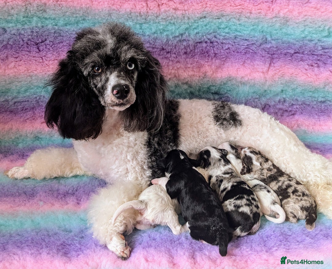 Bernedoodle dogs for sale: Join our waiting list - Image 4