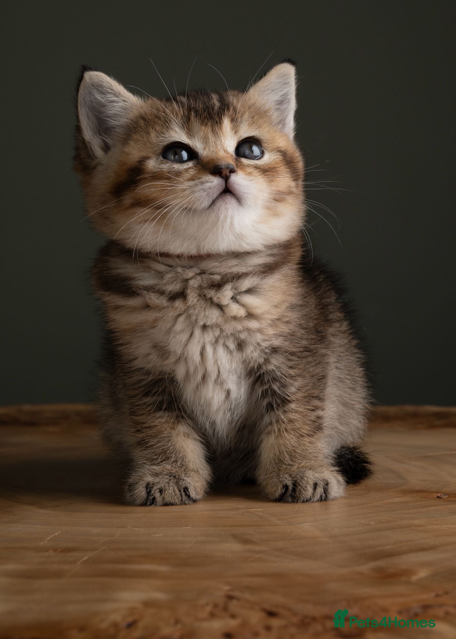 British Shorthair cats 5 Gorgeous Golden BSH Kittens Blue Fawn Chocolate - Advert 2