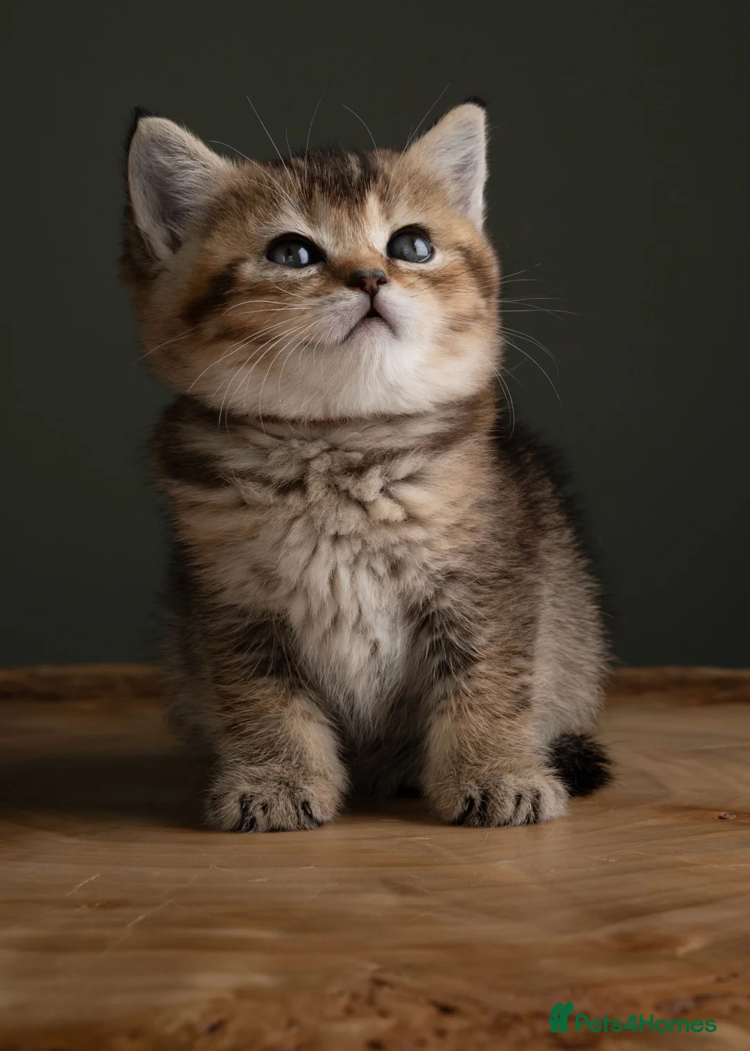 British Shorthair cats for sale: 5 Gorgeous Golden BSH Kittens Blue Fawn Chocolate - Advert 2