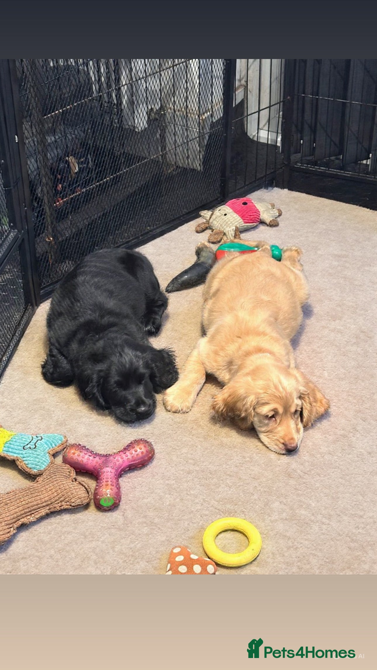 Mixed Breed dogs 🐾Adorable f2b cockapoos last two 🐾 - Advert 14